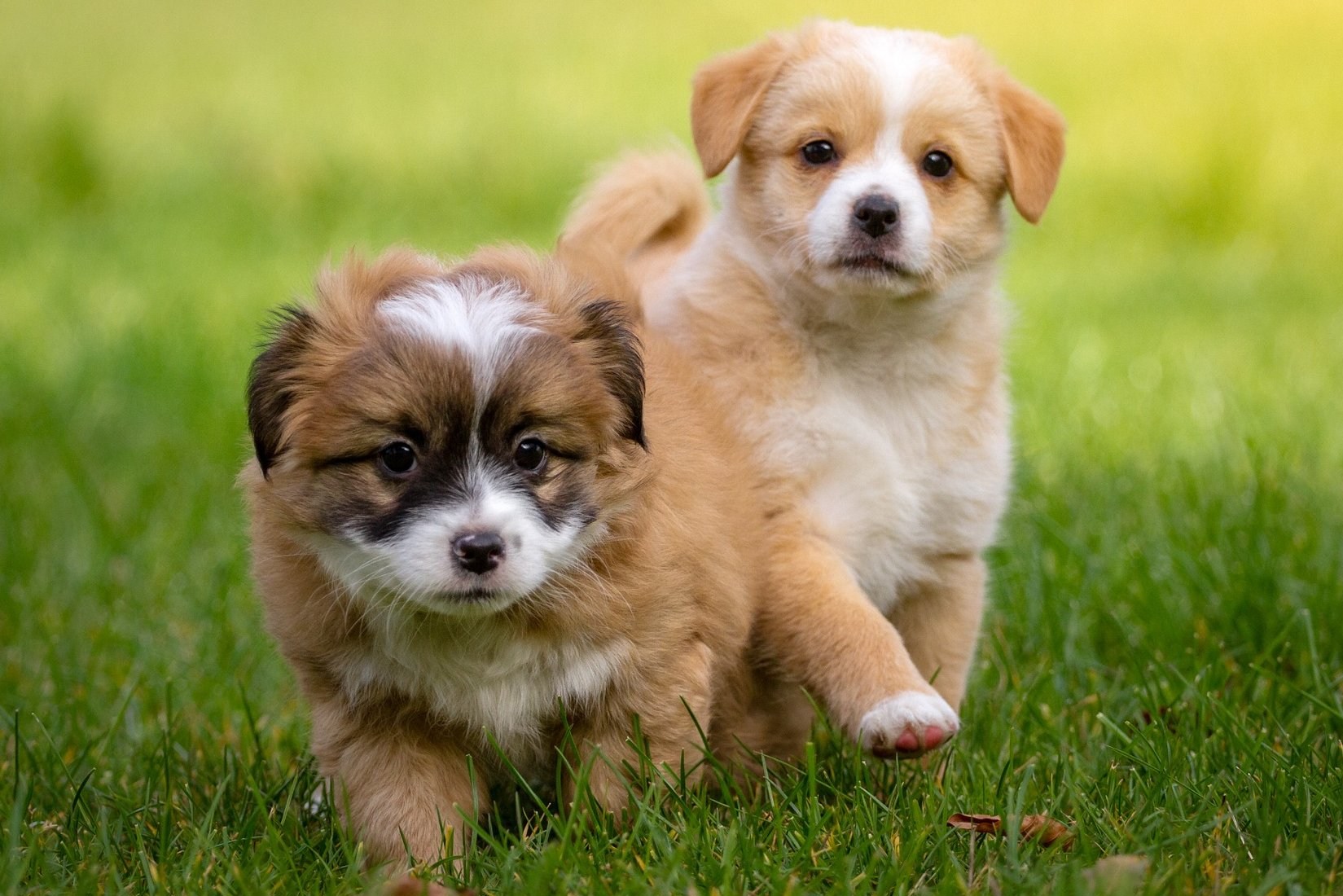 HRAVÝ KURZ PRO ŠTĚŇATA