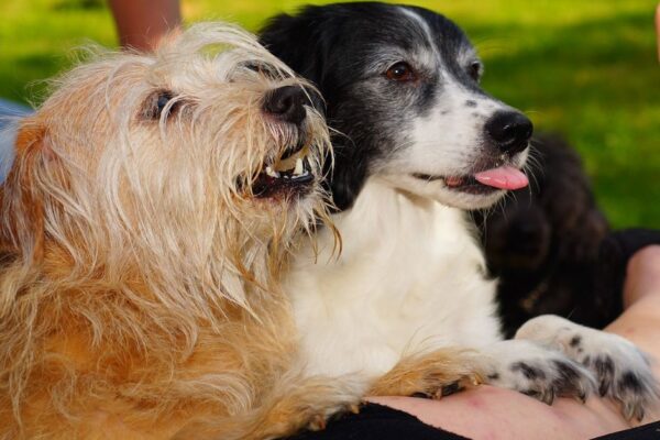 KURZ PRO PSÍ DOSPĚLÁKY