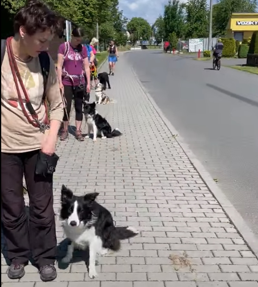 Klid v přítomnosti jiných psů.