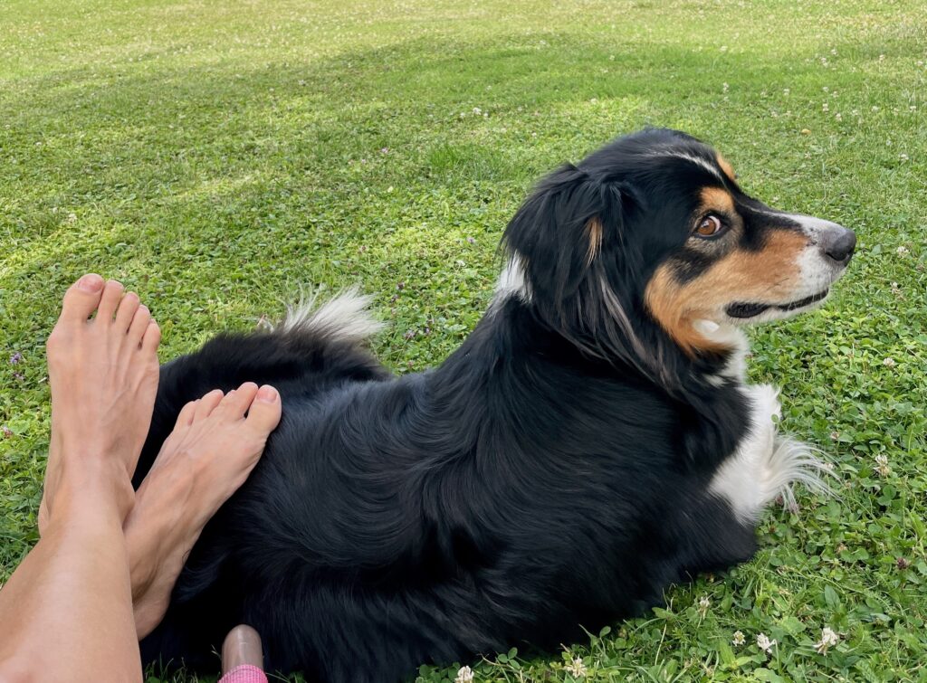 I klid se psem je učení.