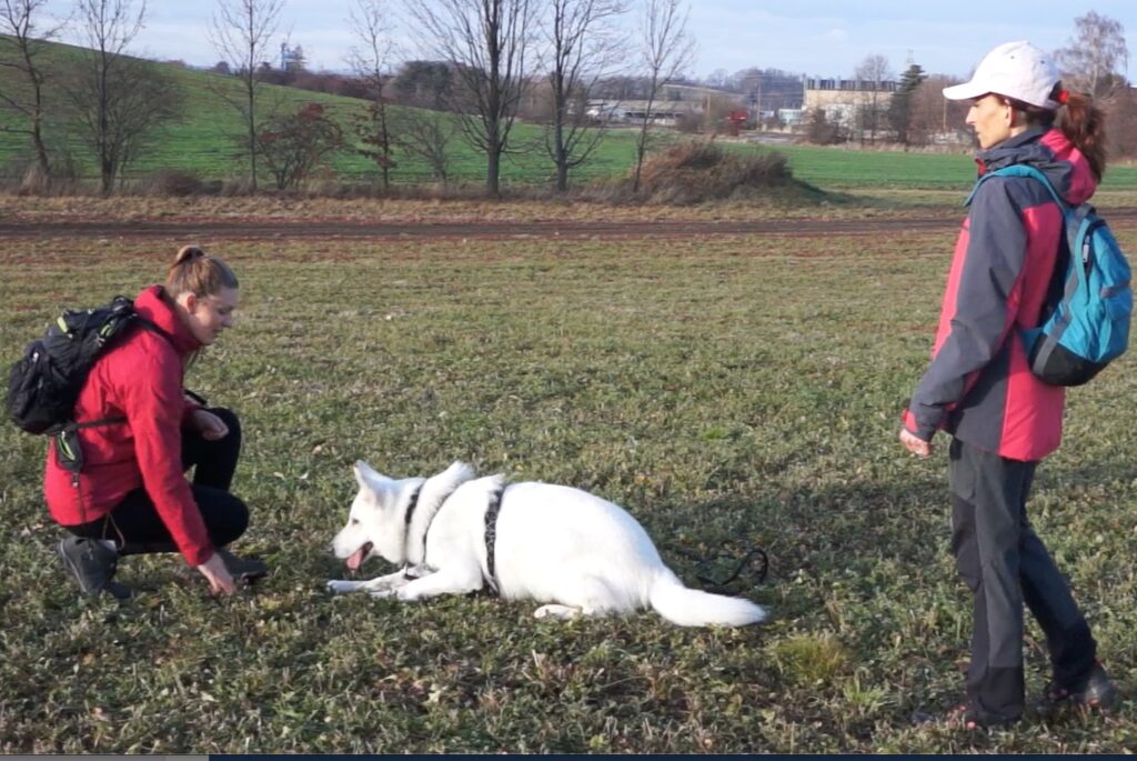 Trénink poslušnosti psa v cizím prostředí.