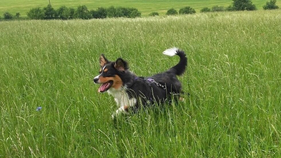 Přivolání Psa Je Základ.