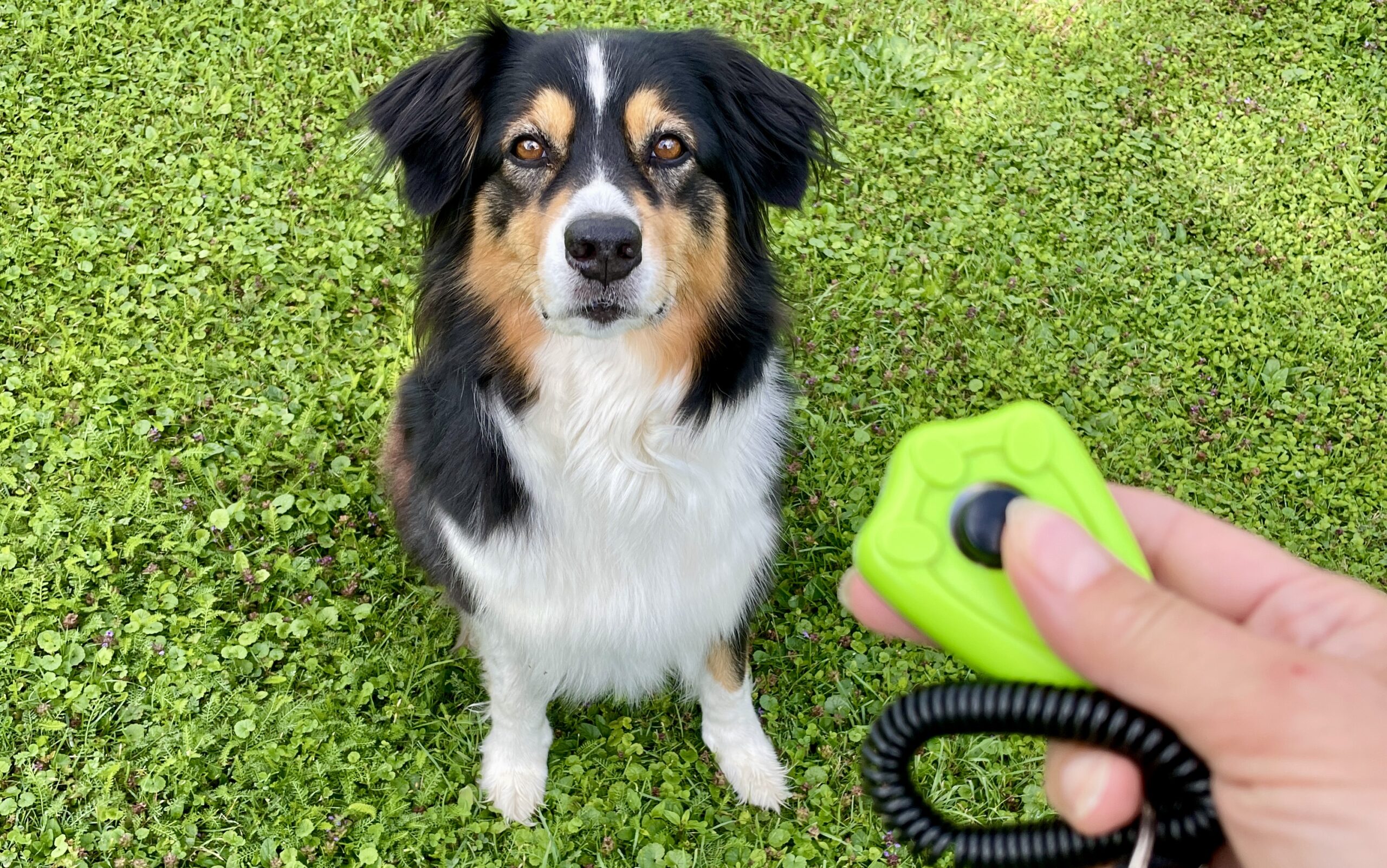 KLIKR KURZ - JEDNODUŠE A PRO KAŽDÉHO