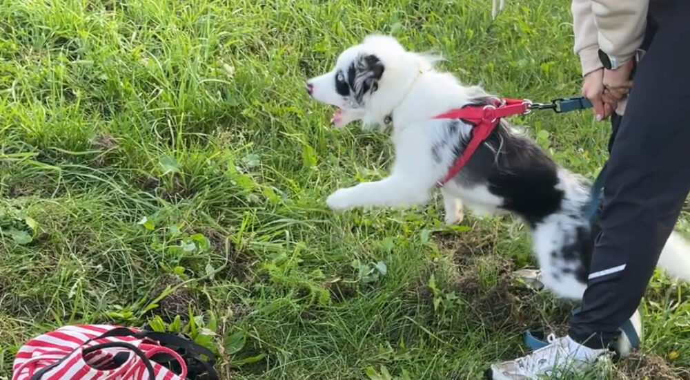 Když Pes Agresivně Reaguje Na Vodítku, Vypne A Neučí Se